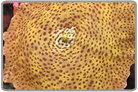 Golden Spotted Mushroom